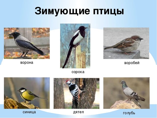 Презентация "Перелетные и зимующие птицы" ср.гр