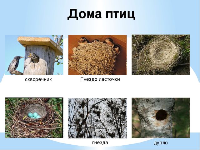 Презентация "Перелетные и зимующие птицы" ср.гр