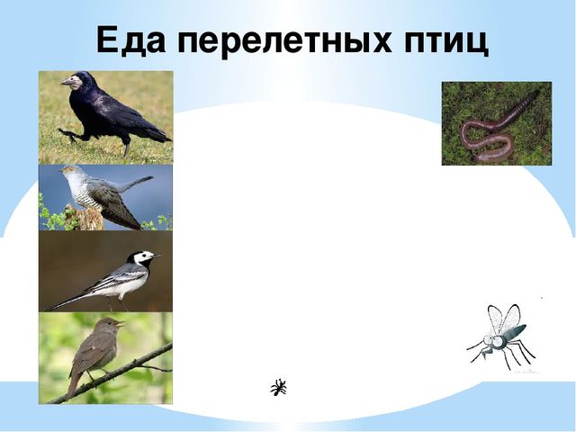 Презентация "Перелетные и зимующие птицы" ср.гр