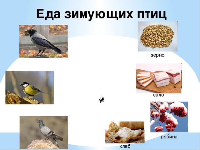 Презентация "Перелетные и зимующие птицы" ср.гр
