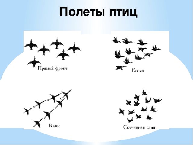 Презентация "Перелетные и зимующие птицы" ср.гр