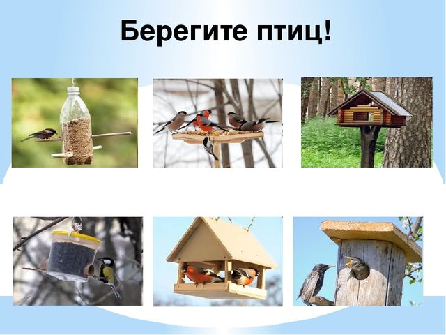 Презентация "Перелетные и зимующие птицы" ср.гр