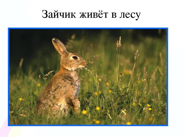Игровой проект «В гости к нам пришел Зайчишка, длинноухий шалунишка...» для детей 2-3 лет