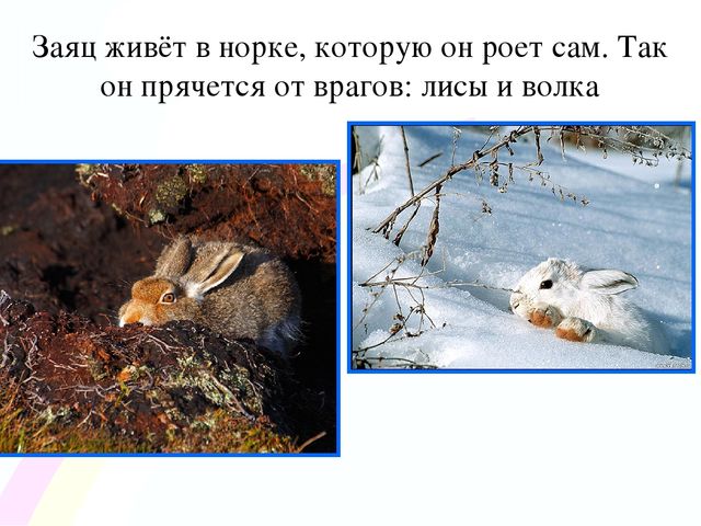 Игровой проект «В гости к нам пришел Зайчишка, длинноухий шалунишка...» для детей 2-3 лет