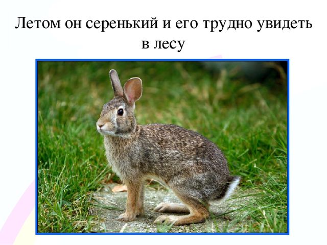 Игровой проект «В гости к нам пришел Зайчишка, длинноухий шалунишка...» для детей 2-3 лет