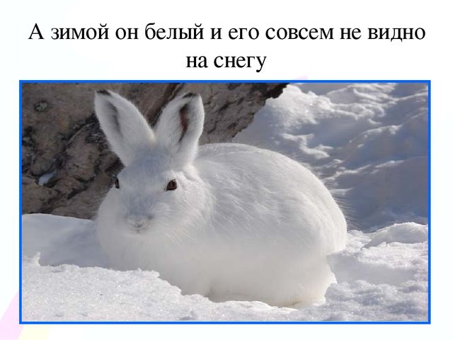 Игровой проект «В гости к нам пришел Зайчишка, длинноухий шалунишка...» для детей 2-3 лет