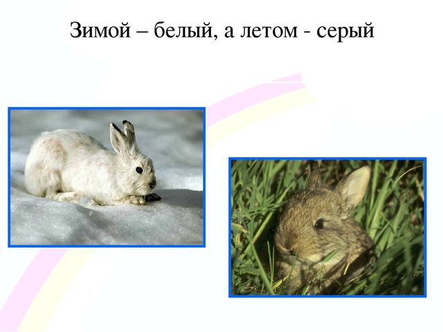 Игровой проект «В гости к нам пришел Зайчишка, длинноухий шалунишка...» для детей 2-3 лет