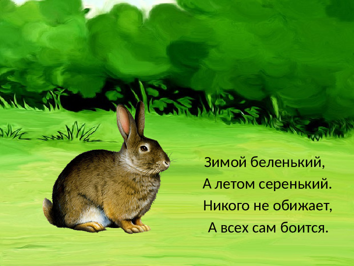 Презентация "Загадки. Дикие животные."