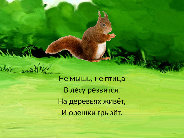 Презентация "Загадки. Дикие животные."