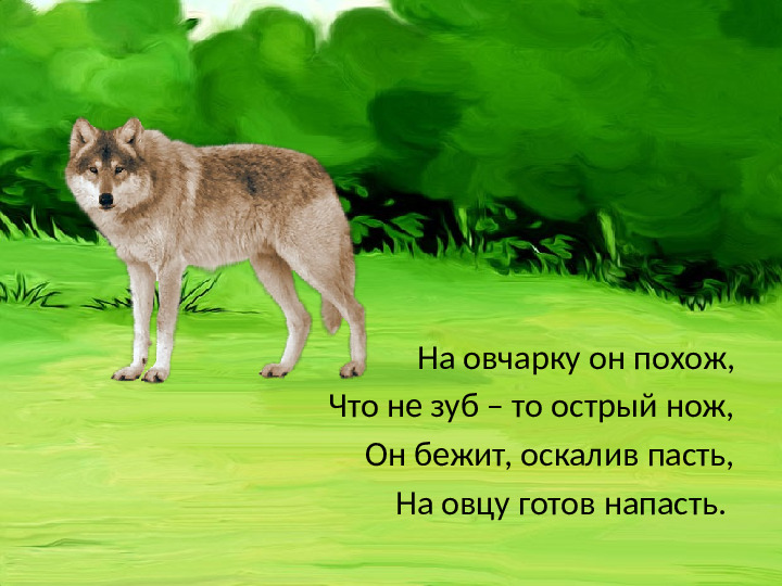 Презентация "Загадки. Дикие животные."