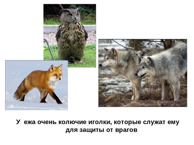 Презентация "Обитатели Вологодской области"