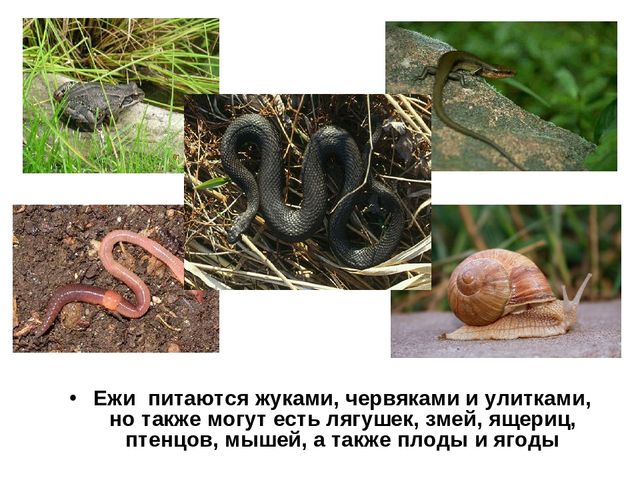 Презентация "Обитатели Вологодской области"