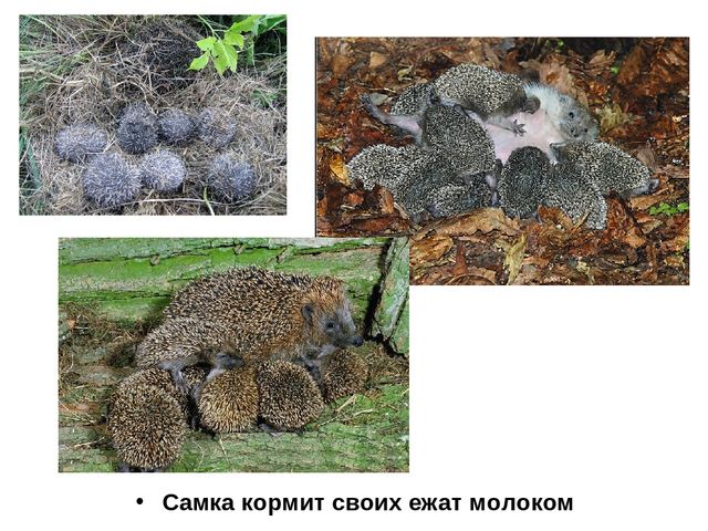 Презентация "Обитатели Вологодской области"