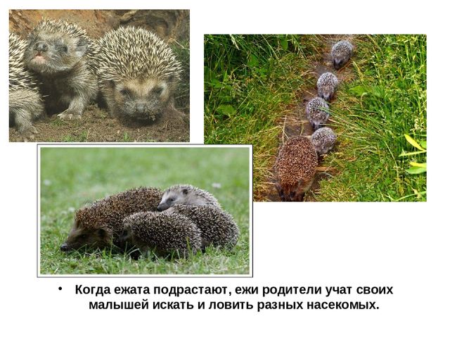 Презентация "Обитатели Вологодской области"