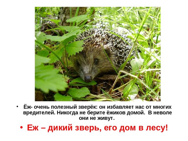 Презентация "Обитатели Вологодской области"