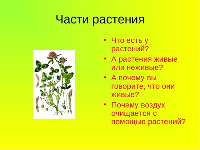 Презентация растения 5 класс