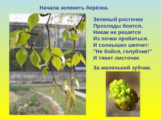 Презентация на тему: "В гости к весне"