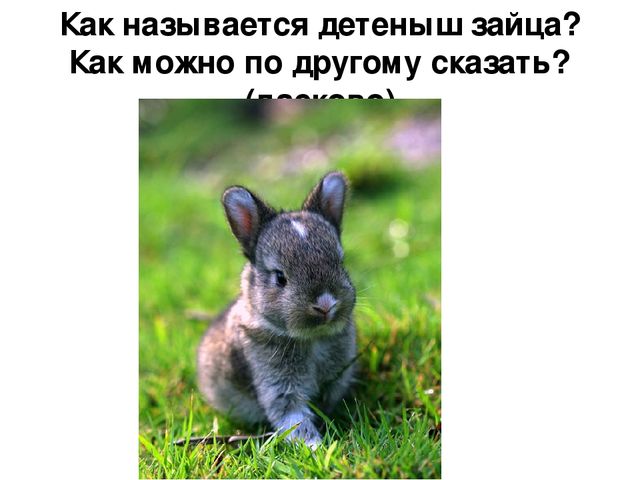 Презентация по развитию речи "Описание по картинкам"