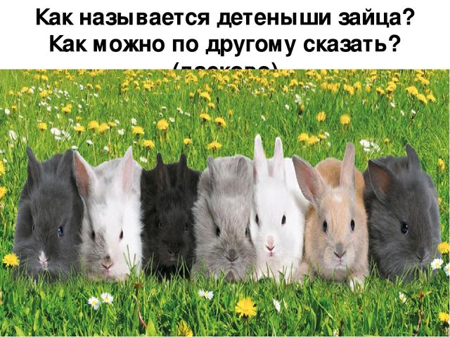 Презентация по развитию речи "Описание по картинкам"