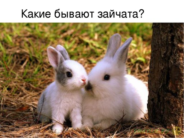 Презентация по развитию речи "Описание по картинкам"