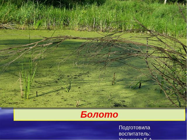 Презентация к дню водно-болотных угодий