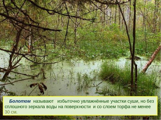 Презентация к дню водно-болотных угодий