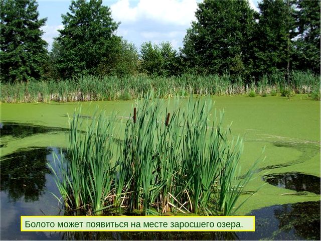 Презентация к дню водно-болотных угодий