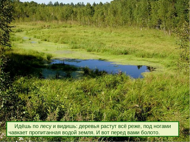 Презентация к дню водно-болотных угодий