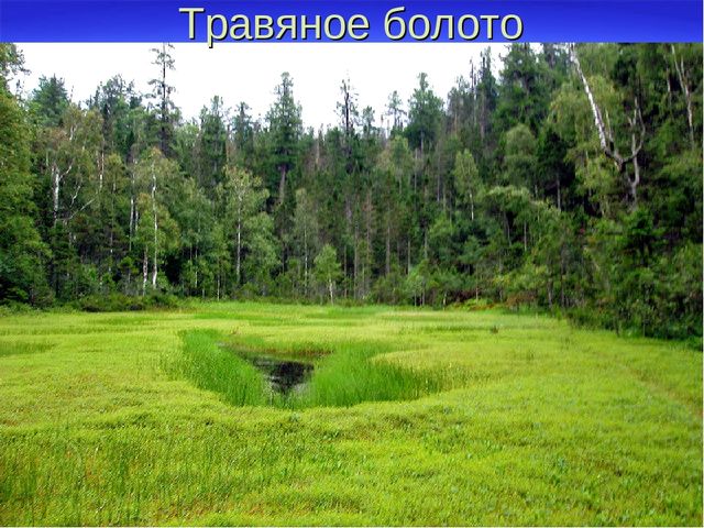 Презентация к дню водно-болотных угодий