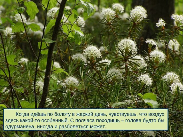 Презентация к дню водно-болотных угодий