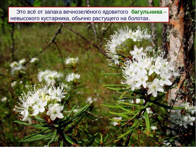Презентация к дню водно-болотных угодий