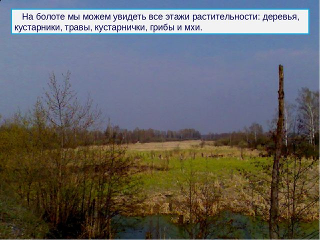 Презентация к дню водно-болотных угодий