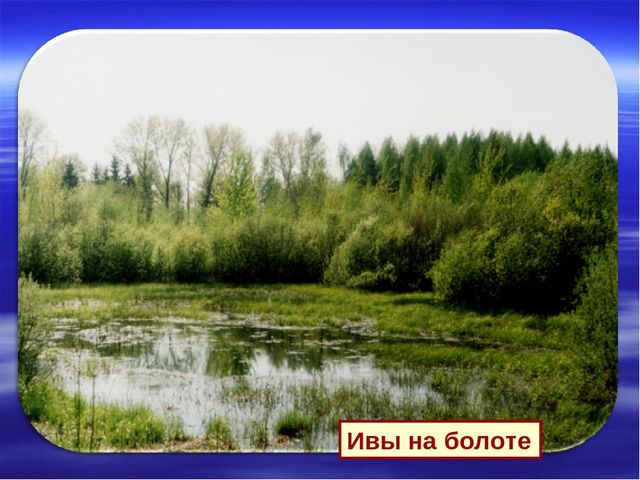 Презентация к дню водно-болотных угодий