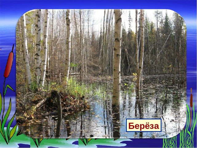 Презентация к дню водно-болотных угодий