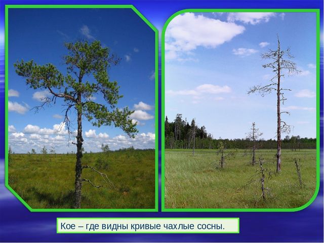 Презентация к дню водно-болотных угодий