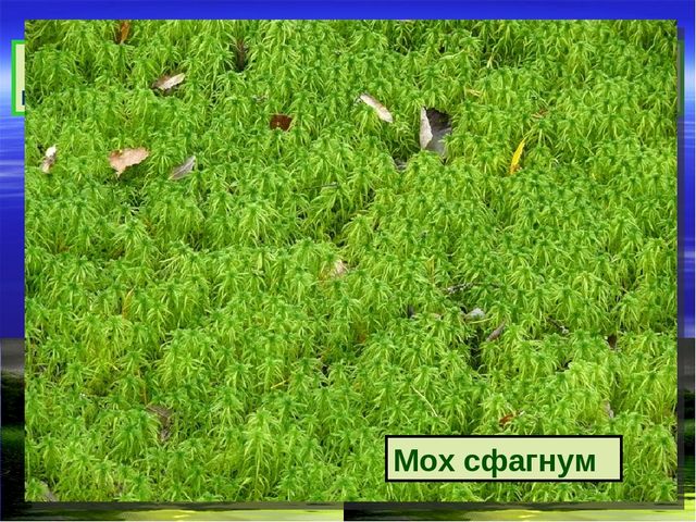 Презентация к дню водно-болотных угодий