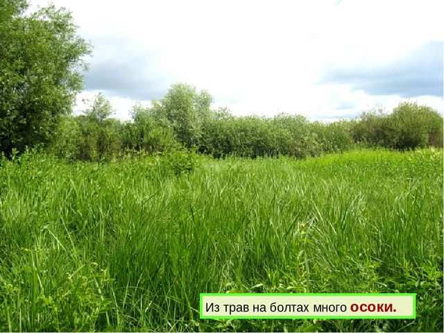 Презентация к дню водно-болотных угодий