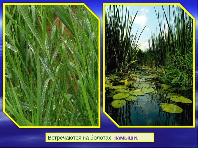Презентация к дню водно-болотных угодий