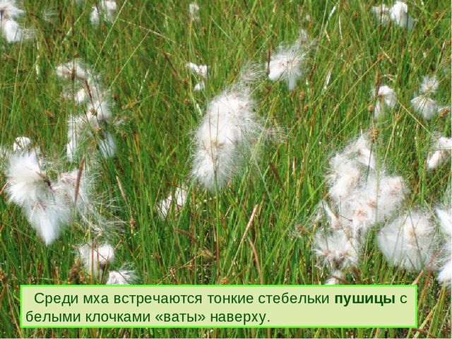 Презентация к дню водно-болотных угодий