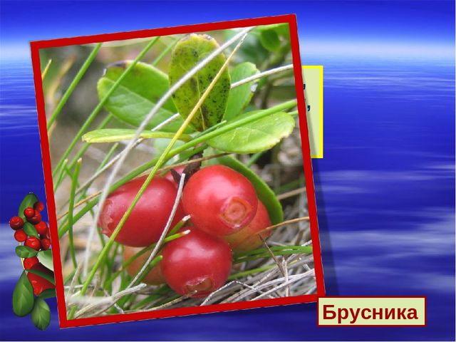 Презентация к дню водно-болотных угодий