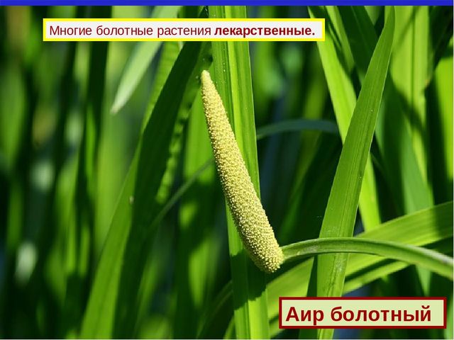 Презентация к дню водно-болотных угодий