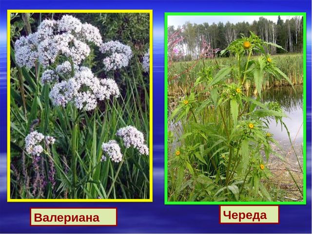 Презентация к дню водно-болотных угодий