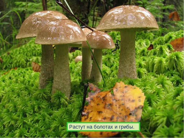 Презентация к дню водно-болотных угодий