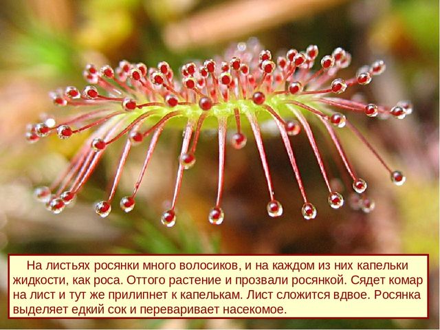 Презентация к дню водно-болотных угодий