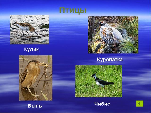 Презентация к дню водно-болотных угодий