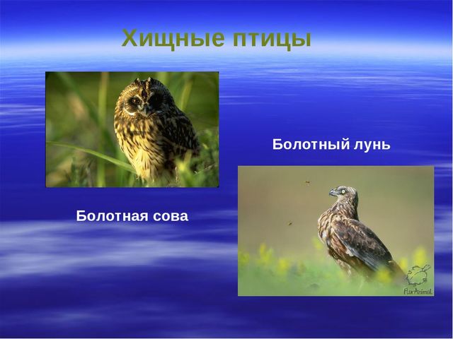 Презентация к дню водно-болотных угодий