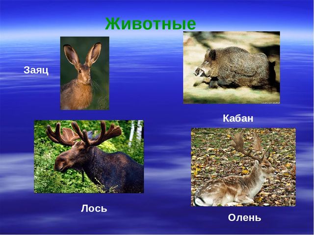 Презентация к дню водно-болотных угодий