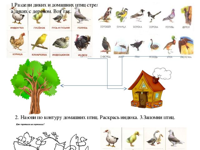 Задания по теме домашние птицы