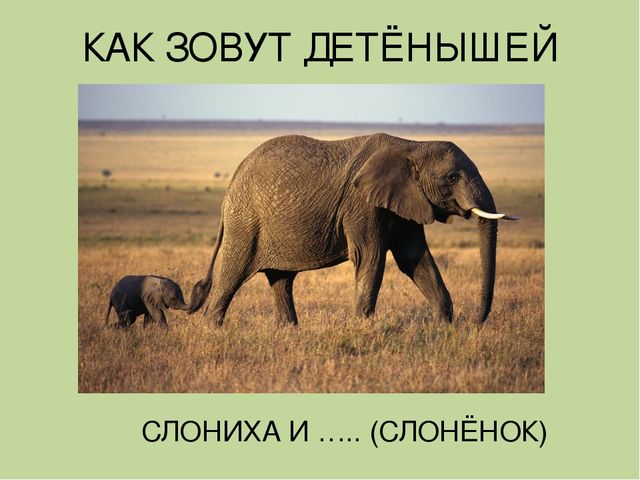 Дидактическая игра на тему: «Весёлые зверята»