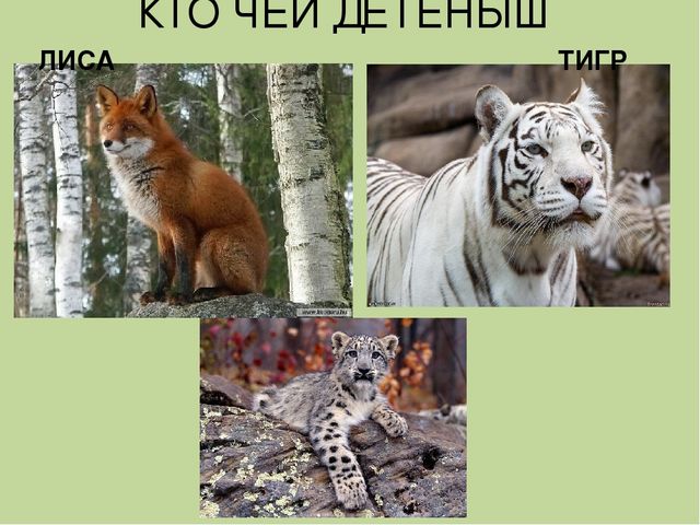 Дидактическая игра на тему: «Весёлые зверята»